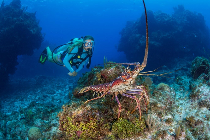 Underwater Collection