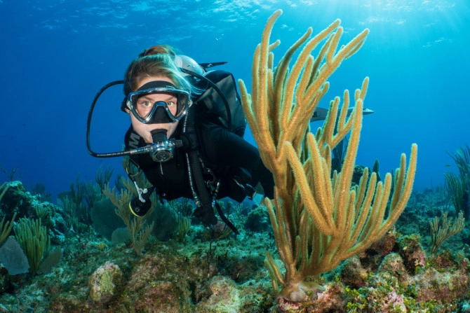 Dive & Snorkel Adventures