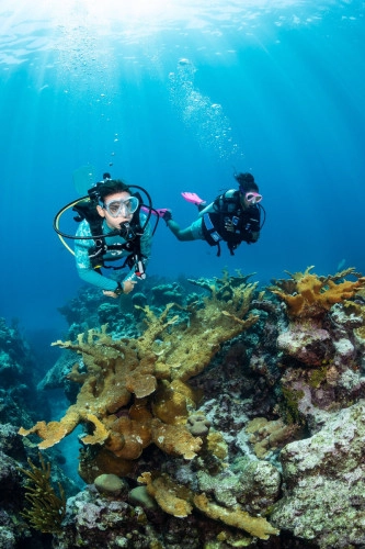 Referral Divers