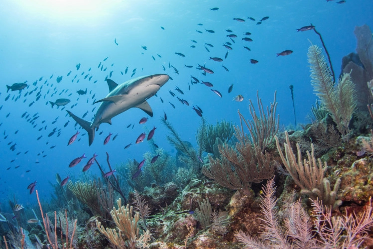 Shark Ecology