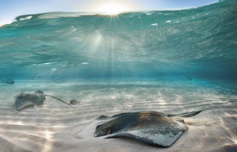 Manta And Ray Ecology