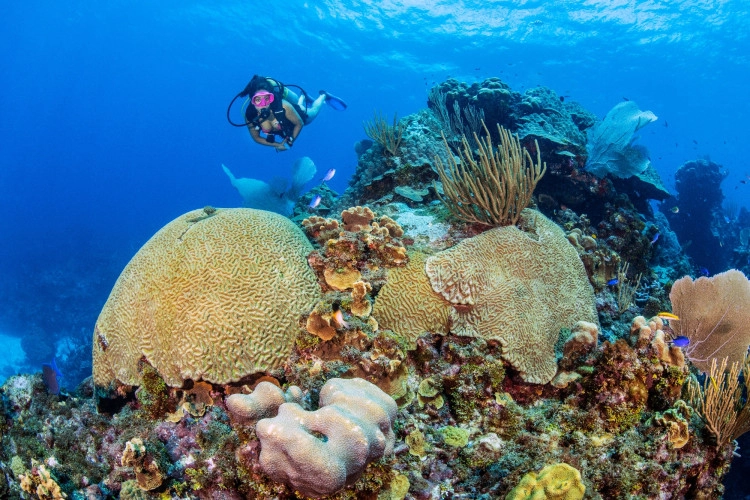 Coral Identification