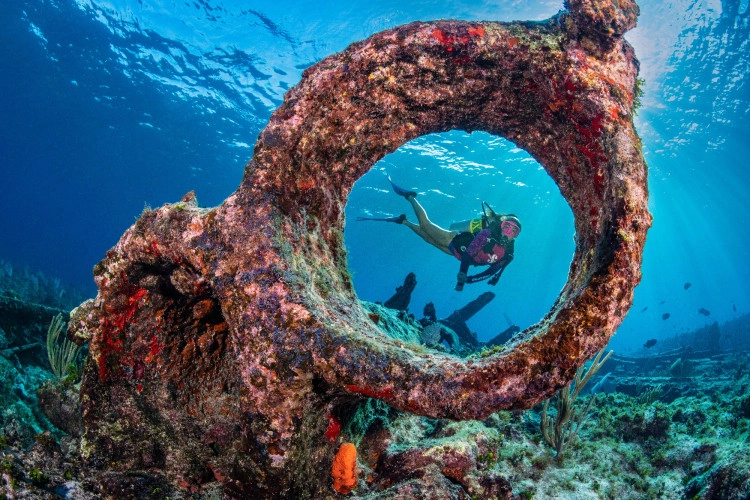 Signature Diver