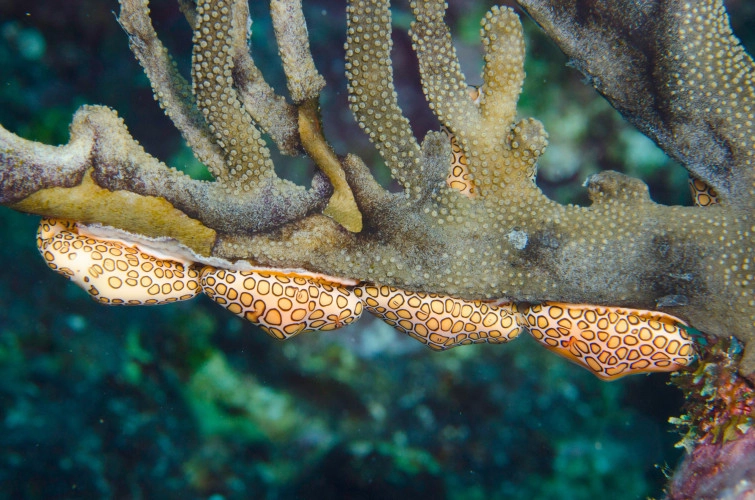 Marine Invertebrate Ecology
