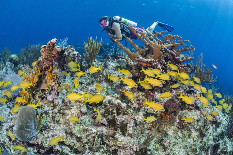 Best of Cayman