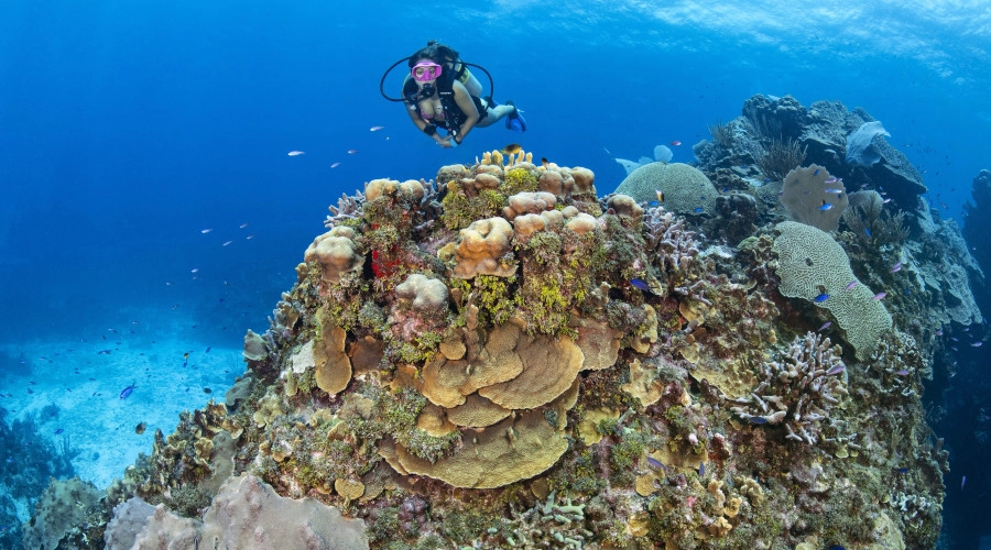 The Reef Roamer