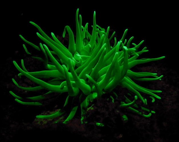 UV Night Dive