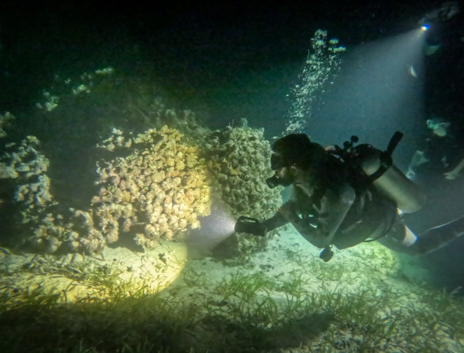 UV Night Dive