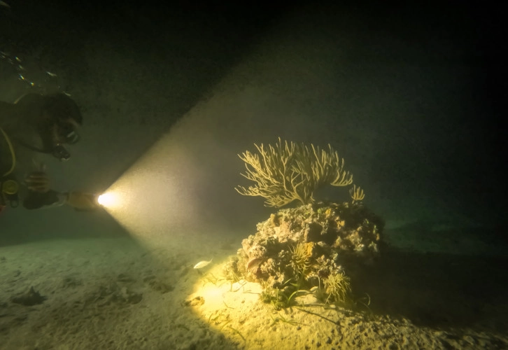 UV Night Dive