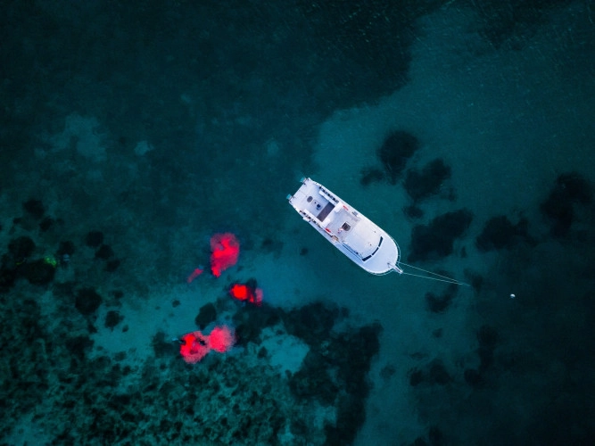 UV Night Dive