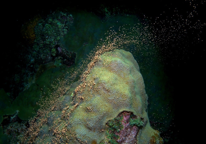 The Coral Spawning Experience