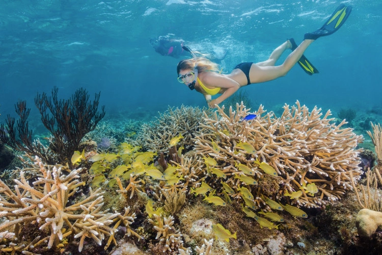 3-Stop Coral Reef Snorkel