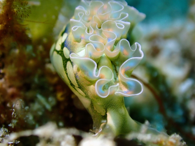 Nudibranch Ecology