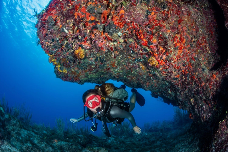 Referral Divers