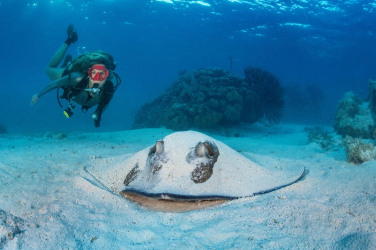 Try Scuba Diving