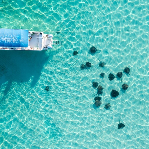 Dawn Stingrays