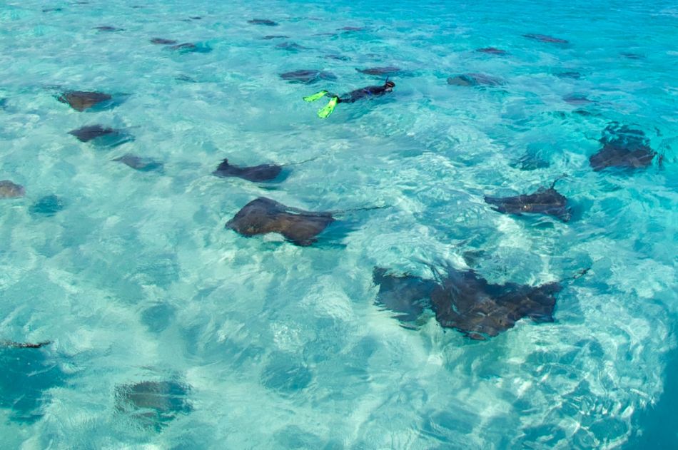 Dawn Stingrays Snorkel Trip in Grand Cayman - Image 10