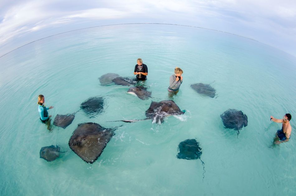 Dawn Stingrays Snorkel Trip in Grand Cayman - Image 2