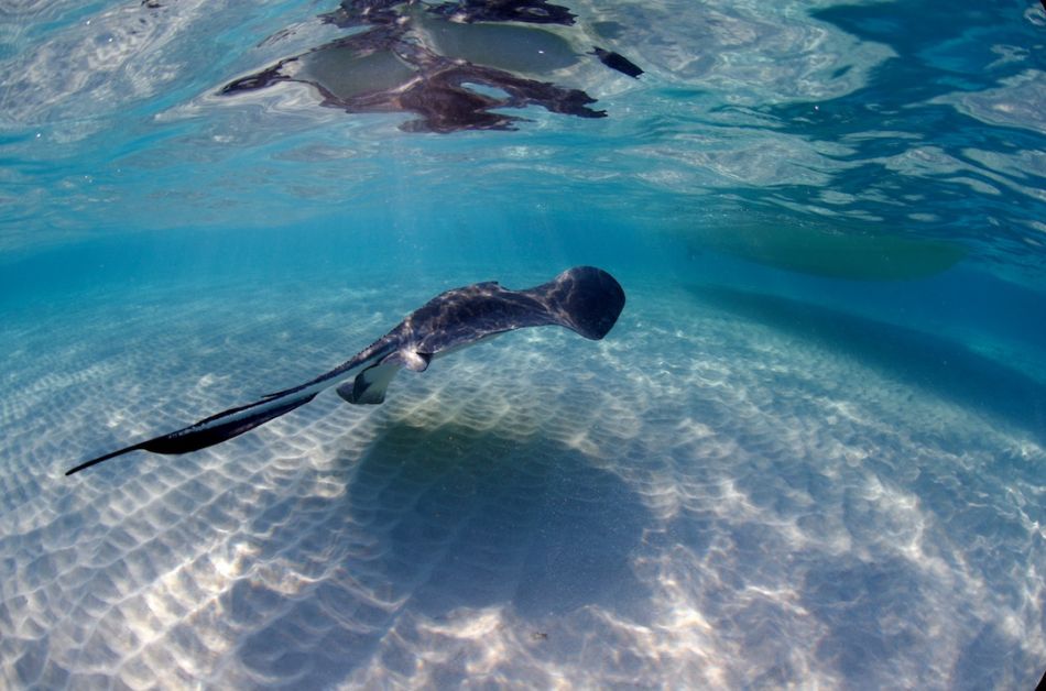 Dawn Stingrays Snorkel Trip in Grand Cayman - Image 6