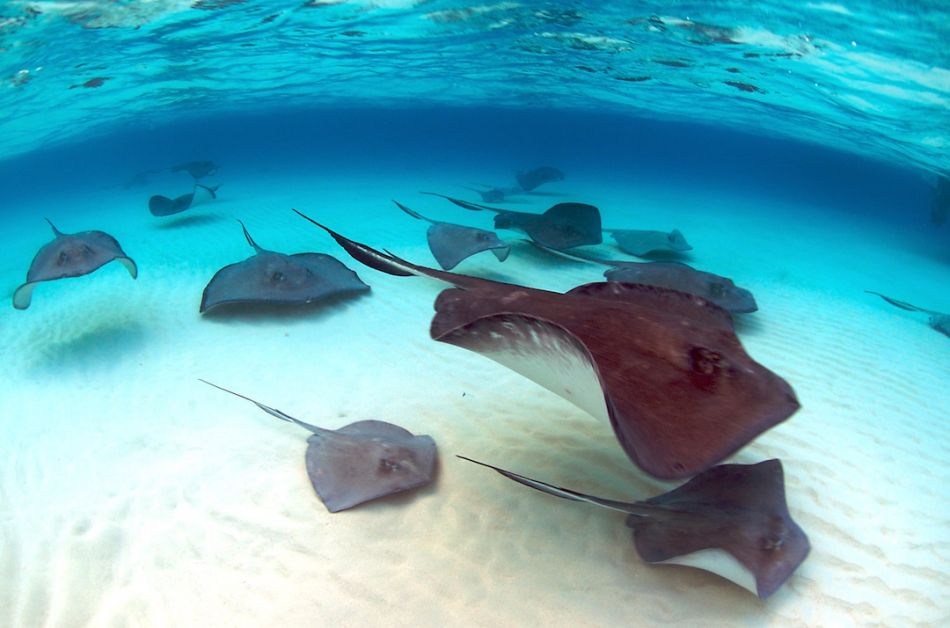 Dawn Stingrays Snorkel Trip in Grand Cayman - Image 9
